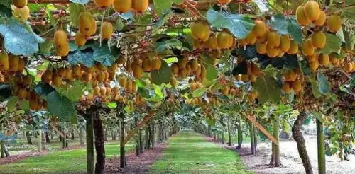 Dirang Kiwi Farm