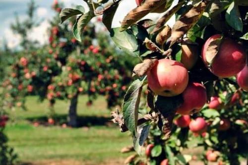 Shergoan Apple Orchard
